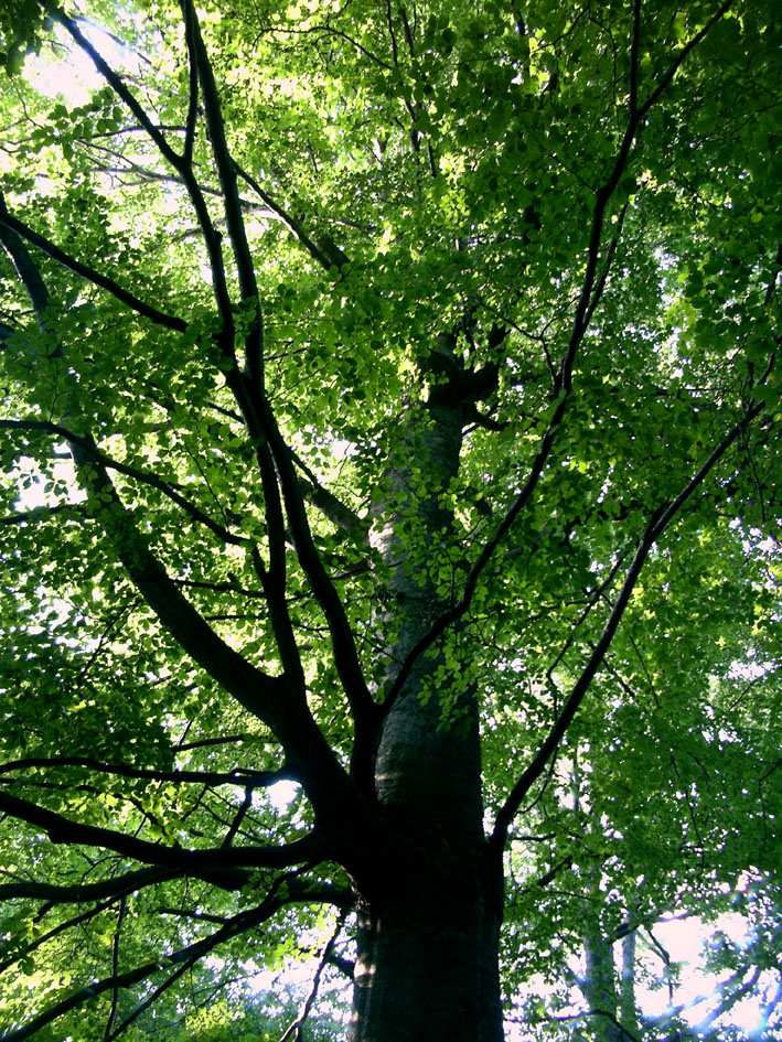 Ancient Tree Species E Ecology E Ecology