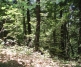 Model Plots Oak forests Western Balkan